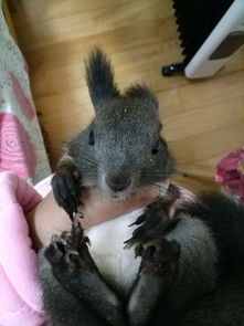 魔王松鼠什么顏色的好