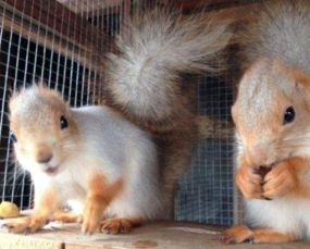 魔王松鼠怎么分辨公母