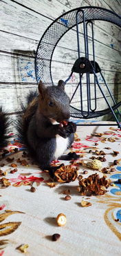 魔王松鼠怎么分辨公母