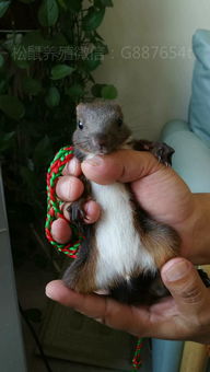 魔王松鼠怎么分辨公母