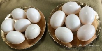 鴿子蛋能美容嗎