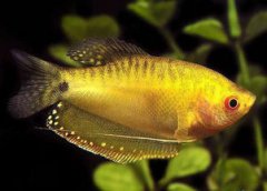 六角龍魚怎么分公母