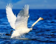 吹小號的天鵝作者是誰