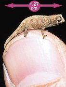 床上發現壁虎什么預兆