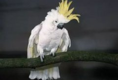 大白鳳頭鸚鵡合法嗎