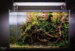 杜鵑根是什么樹根