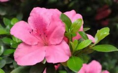 杜鵑花喜陰還是喜陽