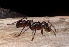 膚蠅蟲在中國有嗎