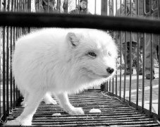 赤狐和白狐哪個好養(yǎng)