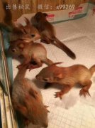 魔王松鼠為什么總是叫