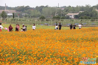 萍鄉略下陽光花海在哪