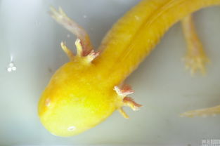 六角龍魚是娃娃魚嗎