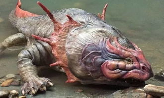 六角龍魚是招財魚嗎