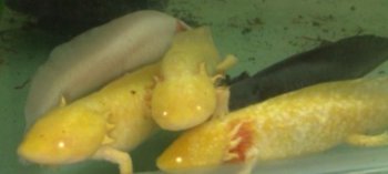 六角龍魚是招財魚嗎