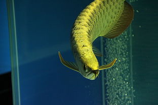 六角龍魚是招財魚嗎