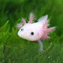 六角龍魚有靈性嗎