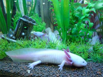 六角龍魚有靈性嗎