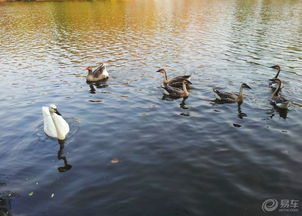 孔雀怎樣散養(yǎng)不飛走