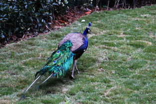 孔雀怎樣散養(yǎng)不飛走