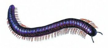 家里千足蟲太多怎么辦