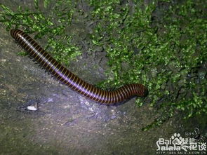 家里千足蟲太多怎么辦