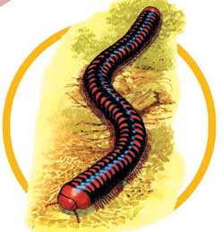 家里千足蟲太多怎么辦