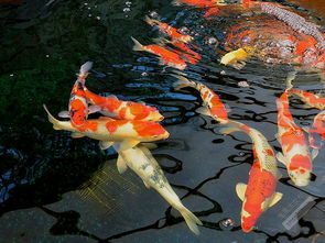 夢到好多黑魚在水里游