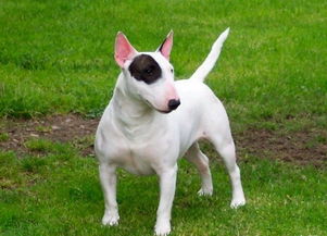 夢見大白熊是什么意思