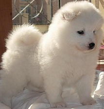 夢見大白熊是什么意思