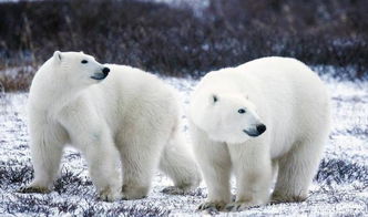 夢見大白熊是什么意思