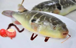 河豚魚干有毒嗎
