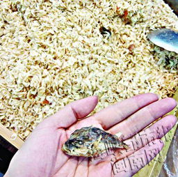 河豚魚干有毒嗎