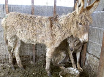 狼窩里的山羊的歇后語是什么