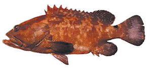 老虎斑是淡水還是海魚