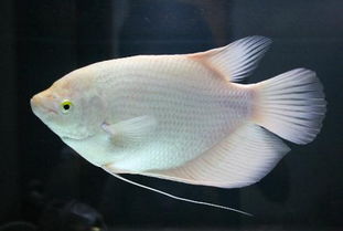 老虎斑是淡水還是海魚