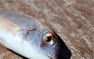 老虎斑是淡水還是海魚