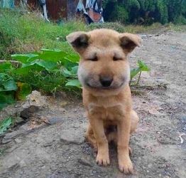 虎頭鯊養大了怎么處理