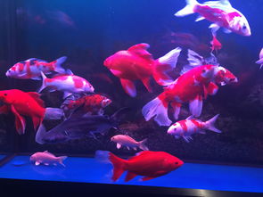 虎頭鯊養大了怎么處理