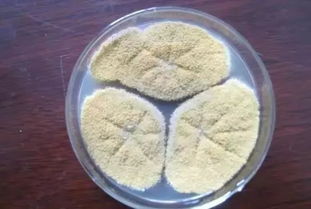 鍬甲蟲是害蟲還是益蟲