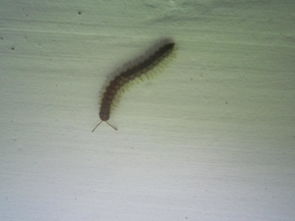 馬陸蟲怎么徹底消滅