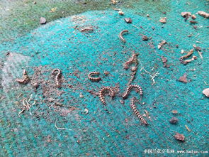 馬陸蟲怎么徹底消滅