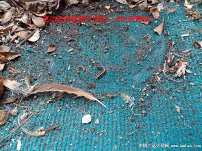 馬陸蟲怎么徹底消滅