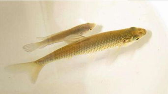 麥穗魚當觀賞魚養行嗎