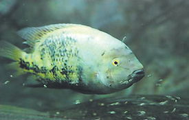 黃曼龍魚兇還是藍曼龍