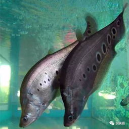 黃曼龍魚兇還是藍曼龍