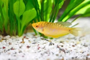 黃曼龍魚兇還是藍曼龍