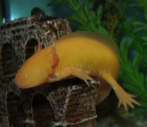 六角龍魚是娃娃魚嗎