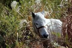 孔雀怎樣散養不飛走