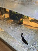 孔雀石綠多久后失效