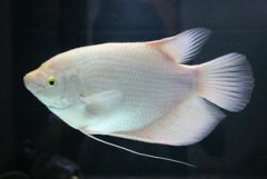 老虎斑是淡水還是海魚